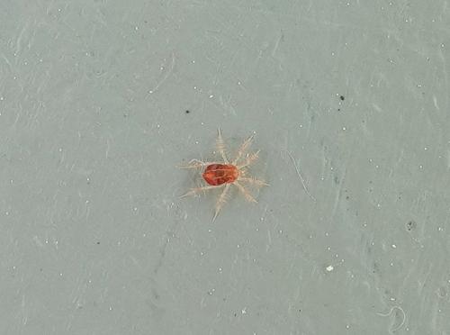 Erythracarus epigeus